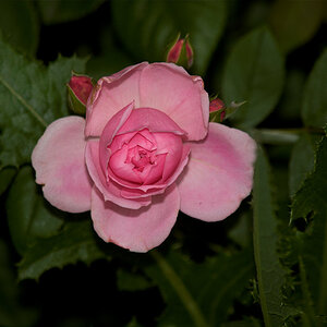 Prairie_Joy_rose_X7016113_07-01-2021-001.jpg