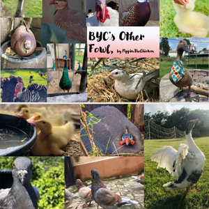 other fowl collage