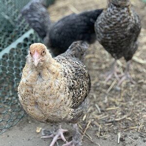 Georgie and her sisters