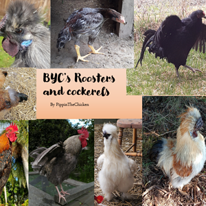 roosters and cockerels collage.png