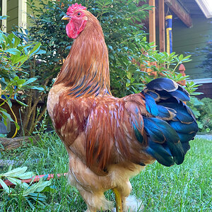 Bootsie, the LF Buff Brahma X Red Bantam Cochin cockerel