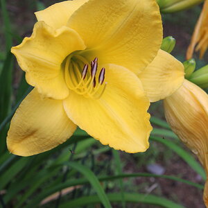 Yellow Lily 7/19/21