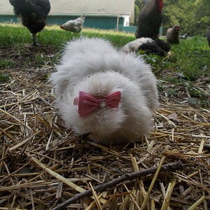 Silkie with hair bow