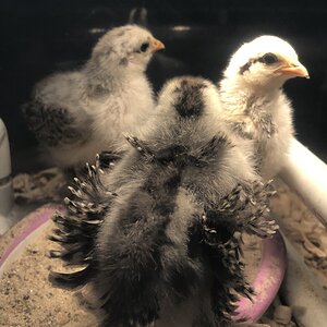Frizzle Cochin
