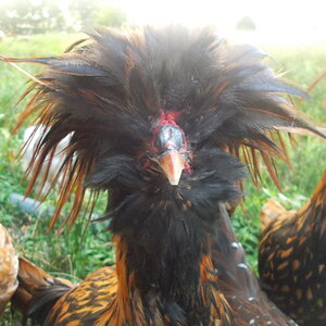 Golden laced polish cockerel