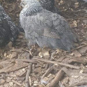 Dark Brahma Pullet