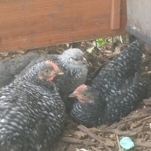 Chicks napping