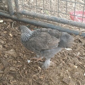 Dark brahma pullet