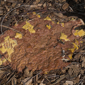 Dog_vomit_slime_mold_X7186261_07-18-2021-001.jpg