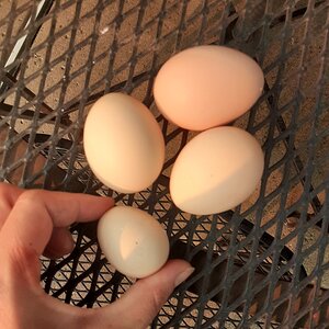 Silkie's 1st Egg