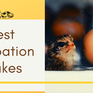 Biggest Incubation Mistakes (1).png