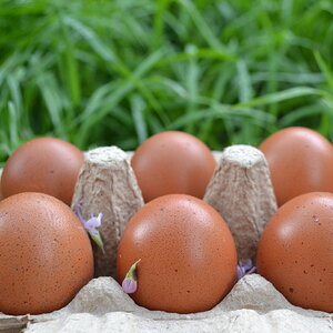 Splash Marans Eggs