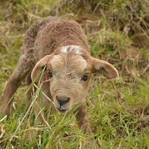 Loki tasting grass.jpg