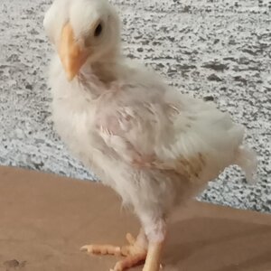 femalechick2.jpg