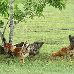 Social Life in the Farm
