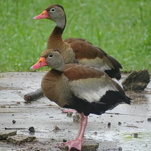 Black-bellied whistling duck