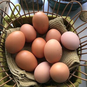 Hard-Working Hens