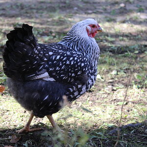 Penny the Silver-Laced Wyandotte