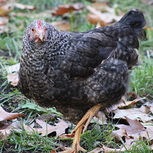 Maisy Molting