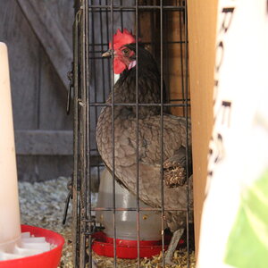 Aundria in Jail