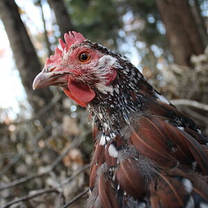 Jewels the Speckled Sussex