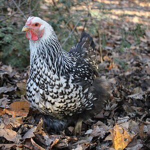 Penny the Silver-Laced Wyandotte