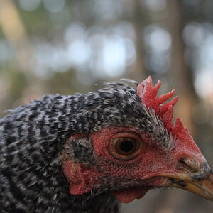 Maisy the Cuckoo Maran (Mix?)