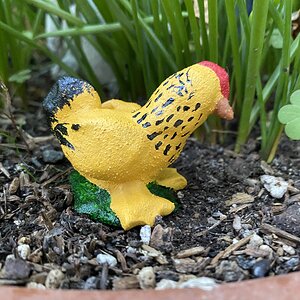 Hopey, a buff Brahma hen.