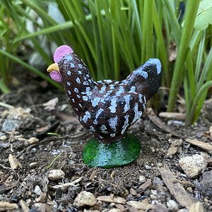 Watson, a speckled Sussex hen.