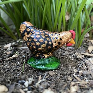 Irene, a golden laced Wyandotte.