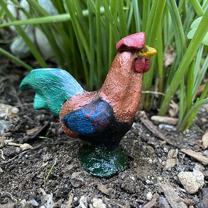 Iris, a black copper marans mix rooster.