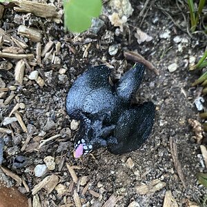 Beckett, a black sexlink/BCM mix hen.