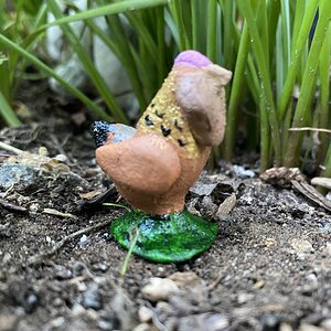 Papa Smurf, a Easter egger hen.