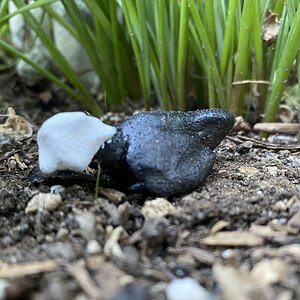 Phyllis, a Polish hen.