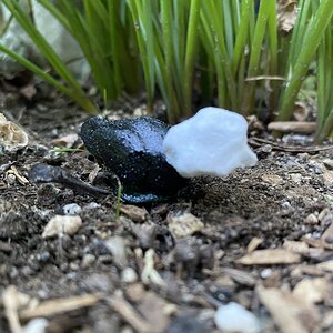 Phyllis, a Polish hen.