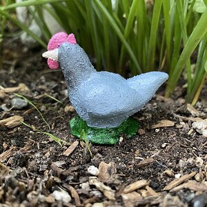 Yennifer, a sapphire gem hen.