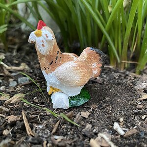 Nikki, a salmon faverolles hen.