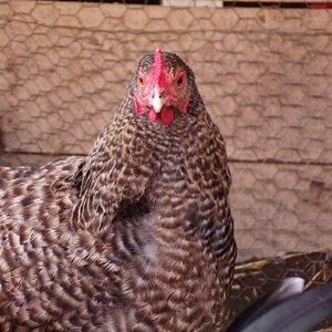 Neighbors hen, unnamed