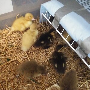 Babies in the brooder