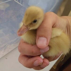 Little Fluffball