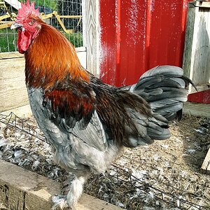 Blue copper maran rooster.jpg