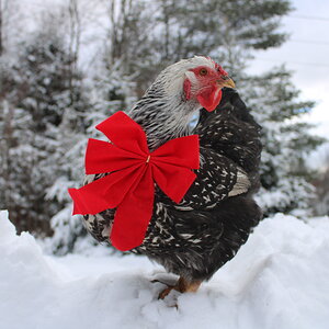 Penny the Silver-Laced Wyandotte 12/19/21