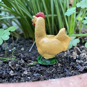 Angel, a buff Orpington cockerel.
