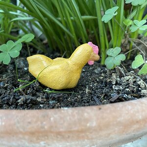 Buffy, a buff Orpington pullet.