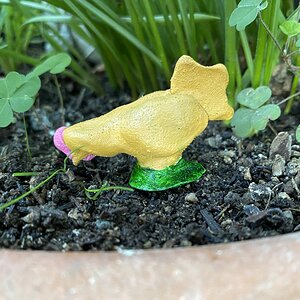 Kitty, a buff Orpington pullet.