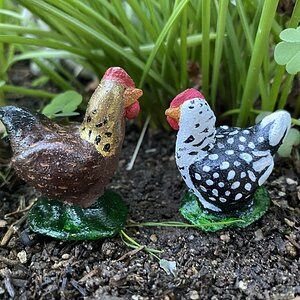 Nonae (welsummer) and Emmy (SLW).