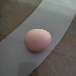 First Egg from Hen