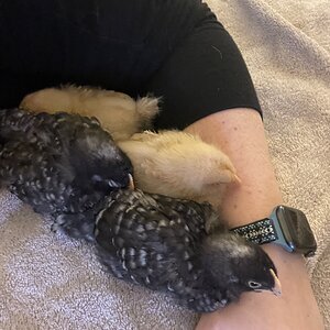 Chick nap
