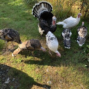 Turkeys enjoying the sunshine