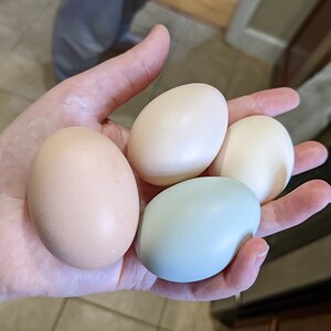 Pastel Eggs!